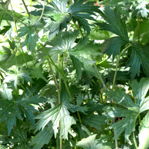 Aconitum lycoctonum L. [nn543] par Michel Pansiot le 26/07/2024 - Saint-Agnan-en-Vercors