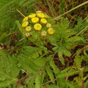 Photographie n°2928033 du taxon Tanacetum vulgare L.