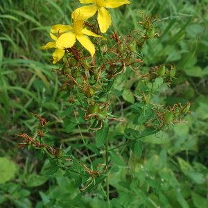 Photographie n°2928345 du taxon Hypericum perforatum L.