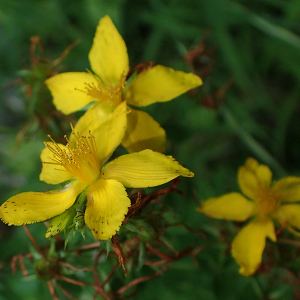 Photographie n°2928346 du taxon Hypericum perforatum L.