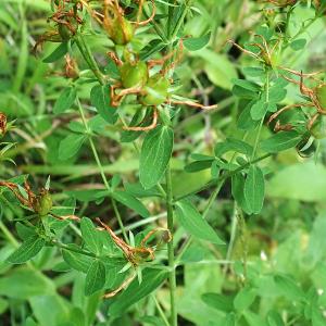 Photographie n°2928347 du taxon Hypericum perforatum L.