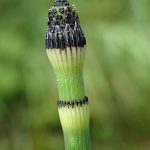 Equisetum hyemale var. ramigerum (Milde) Rouy (Prêle d'hiver)