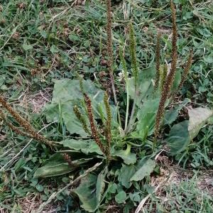 Photographie n°2928397 du taxon Plantago major subsp. major