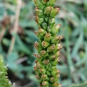 Photographie n°2928399 du taxon Plantago major subsp. major