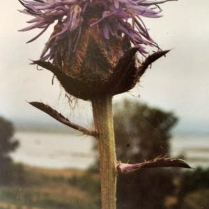 Photographie n°2928428 du taxon Onobroma caeruleum (L.) Gaertn. [1791]