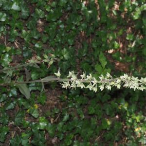 Photographie n°2928443 du taxon Epipactis purpurata Sm. [1828]