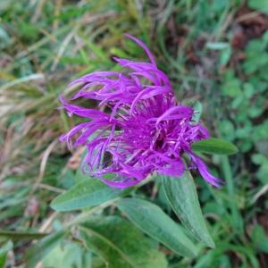 Photographie n°2928453 du taxon Centaurea decipiens Thuill. [1799]