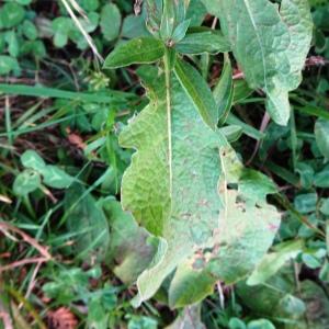 Photographie n°2928458 du taxon Centaurea decipiens Thuill. [1799]