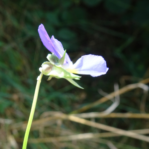 Photographie n°2928488 du taxon Viola tricolor L. [1753]