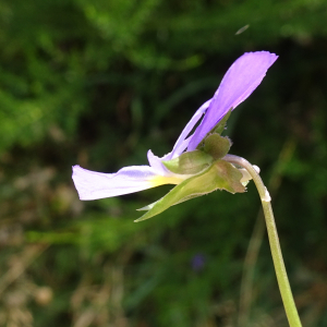 Photographie n°2928489 du taxon Viola tricolor L. [1753]