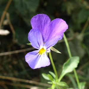 Photographie n°2928490 du taxon Viola tricolor L. [1753]