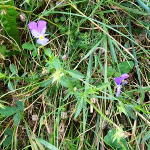Photographie n°2928492 du taxon Viola tricolor L. [1753]