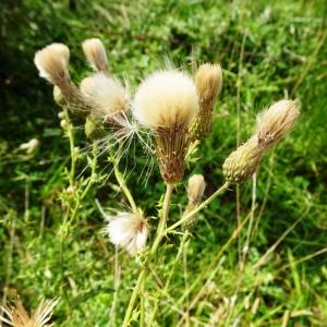 Photographie n°2928503 du taxon Cirsium arvense (L.) Scop. [1772]