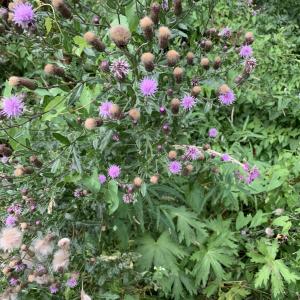 Photographie n°2928564 du taxon Cirsium arvense (L.) Scop. [1772]