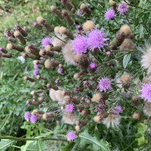 Photographie n°2928565 du taxon Cirsium arvense (L.) Scop. [1772]