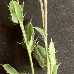 Photographie n°2928574 du taxon Cirsium arvense (L.) Scop. [1772]