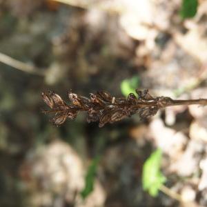 Photographie n°2928624 du taxon Neottia nidus-avis (L.) Rich.