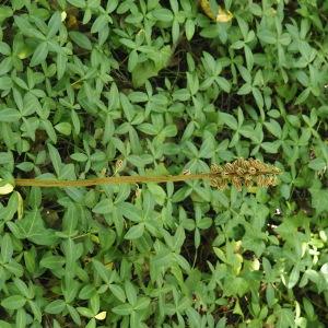 Photographie n°2928625 du taxon Neottia nidus-avis (L.) Rich.