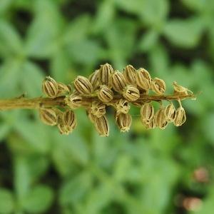 Photographie n°2928626 du taxon Neottia nidus-avis (L.) Rich.