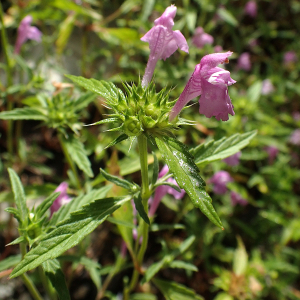 Photographie n°2928665 du taxon Galeopsis ladanum L.