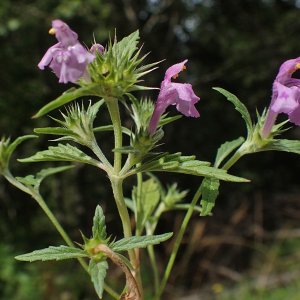 Photographie n°2928666 du taxon Galeopsis ladanum L.