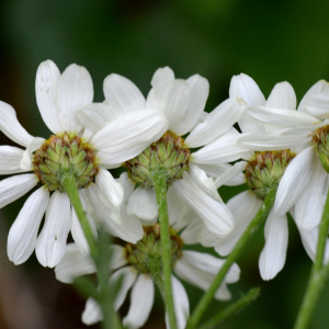 Photographie n°2928705 du taxon Tanacetum corymbosum (L.) Sch.Bip.