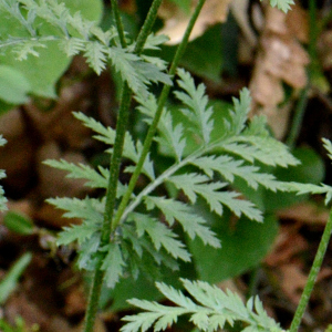 Photographie n°2928706 du taxon Tanacetum corymbosum (L.) Sch.Bip.