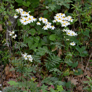 Photographie n°2928707 du taxon Tanacetum corymbosum (L.) Sch.Bip.