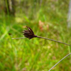 Photographie n°2928741 du taxon Schoenus nigricans L. [1753]
