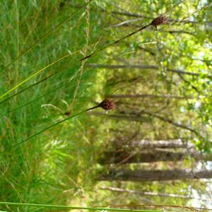 Photographie n°2928742 du taxon Schoenus nigricans L. [1753]