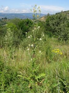 Jean-Claude Calais, le 13 août 2024 (Saint-Bonnet-de-Chirac (Félines.))