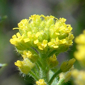 Photographie n°2928769 du taxon Alyssum simplex Rudolphi