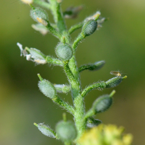 Photographie n°2928771 du taxon Alyssum simplex Rudolphi