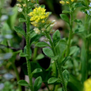 Photographie n°2928772 du taxon Alyssum simplex Rudolphi