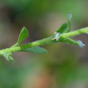Photographie n°2928773 du taxon Alyssum simplex Rudolphi