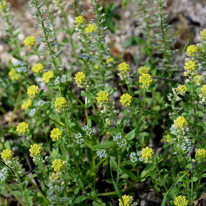 Photographie n°2928774 du taxon Alyssum simplex Rudolphi