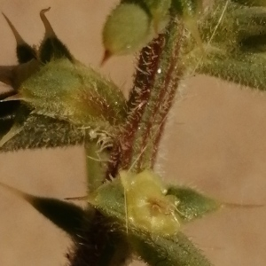 Photographie n°2928937 du taxon Salsola kali L. [1753]