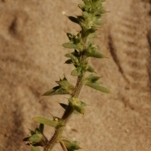 Photographie n°2928938 du taxon Salsola kali L. [1753]