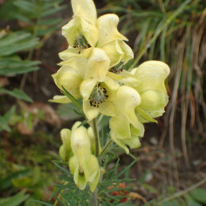 Aconitum anthora L. [nn496] par Sylvain Piry le 18/08/2024 - Villar-d'Arêne