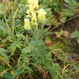 Aconitum anthora L. [nn496] par Sylvain Piry le 18/08/2024 - Villar-d'Arêne