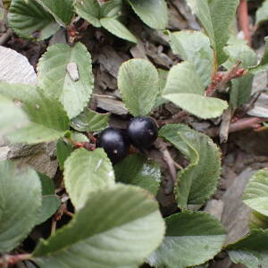 Photographie n°2929110 du taxon Atadinus pumilus (Turra) Hauenschild