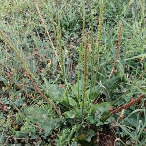 Photographie n°2929365 du taxon Plantago major subsp. major