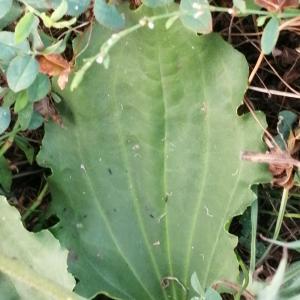  - Plantago major subsp. major