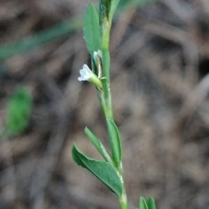 Photographie n°2929381 du taxon Polygonum aviculare subsp. aviculare