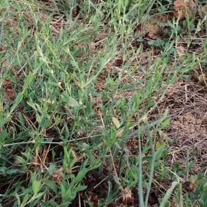 Photographie n°2929382 du taxon Polygonum aviculare subsp. aviculare