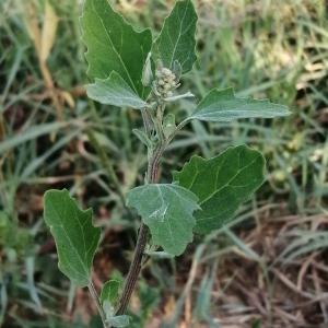 Photographie n°2929402 du taxon Chenopodium album subsp. album