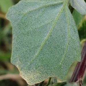 Photographie n°2929404 du taxon Chenopodium album subsp. album
