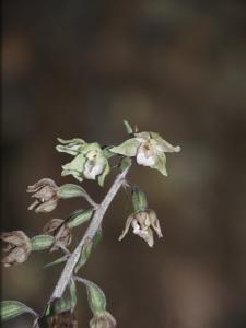 Jacques Valiergue, le 31 août 2024 (Brugheas (Forêt de Montpensier/La Charme Haute))