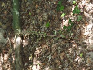 Jacques Valiergue, le 31 août 2024 (Brugheas (Forêt de Montpensier/La Charme Haute))
