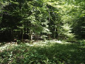 Jacques Valiergue, le 31 août 2024 (Brugheas (Forêt de Montpensier/La Charme Haute))